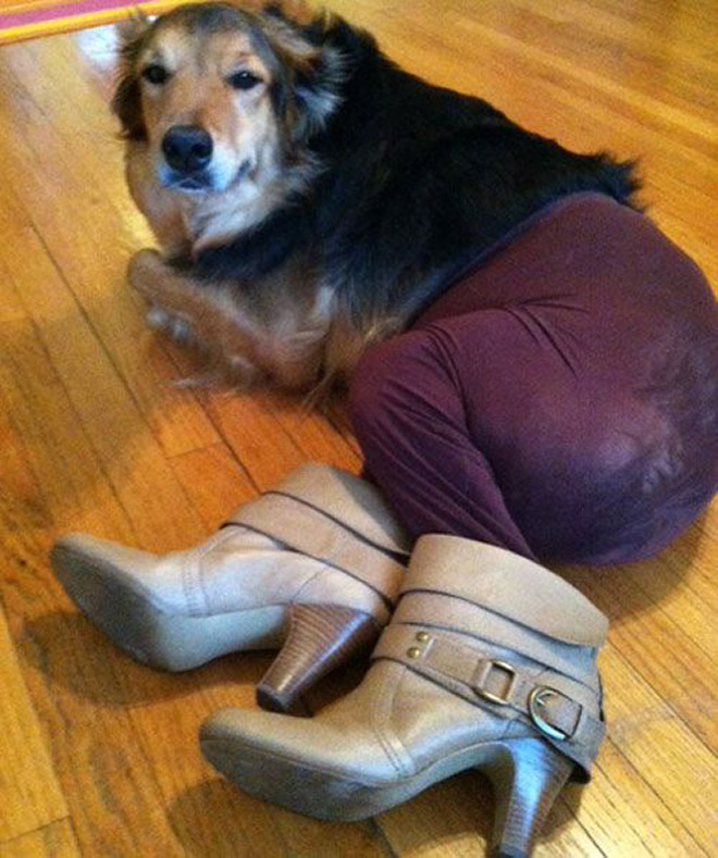 Dog wearing tights.