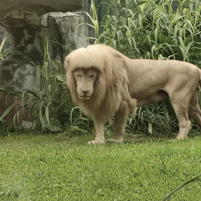 Lion with straight bangs.