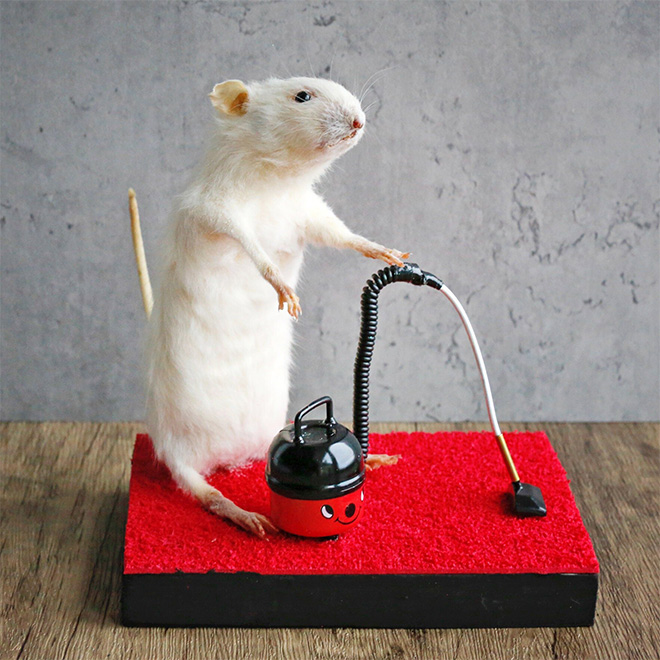 Taxidermy mouse doing stuff.