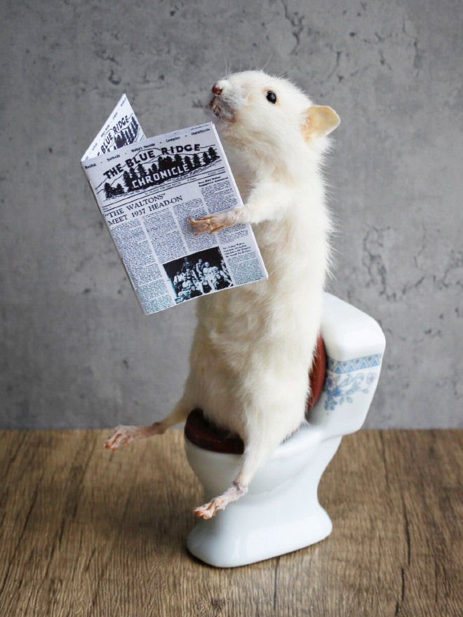 Taxidermy Mouse Doing Things