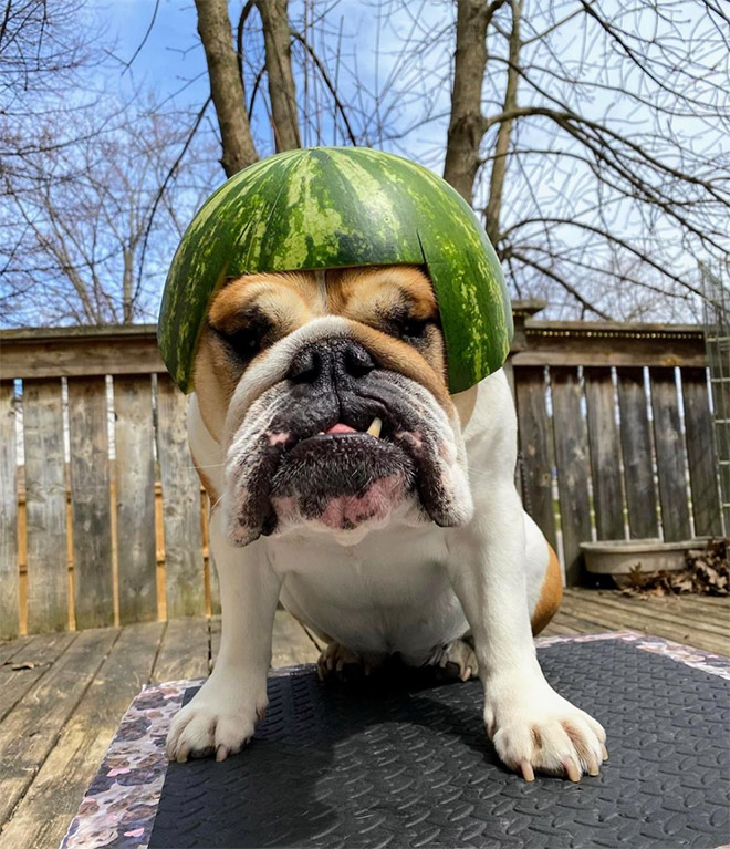 Dog in a watermelon helmet.