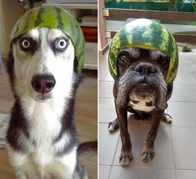 Dogs in watermelon helmets.