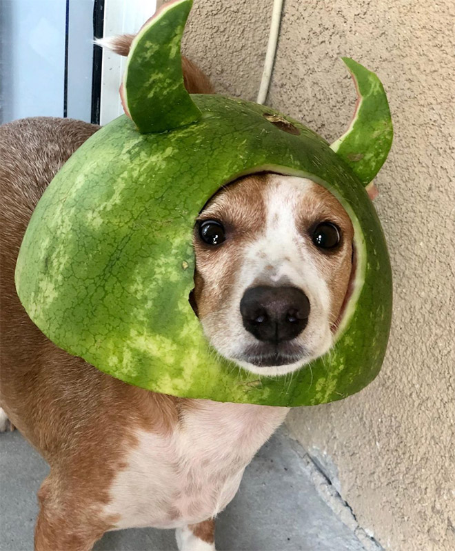 Dog in a watermelon helmet.