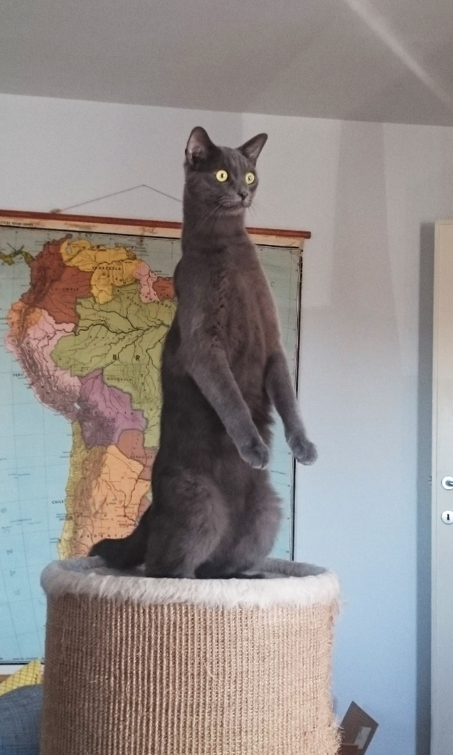 Standing cat.