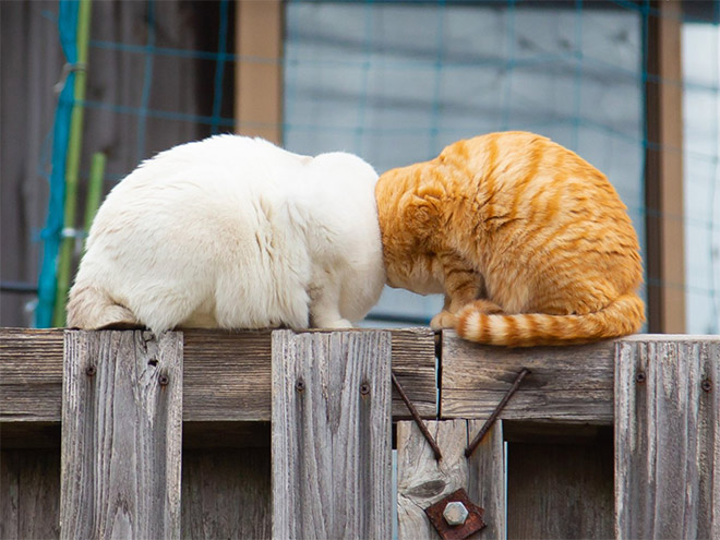 Two cats bumping heads.