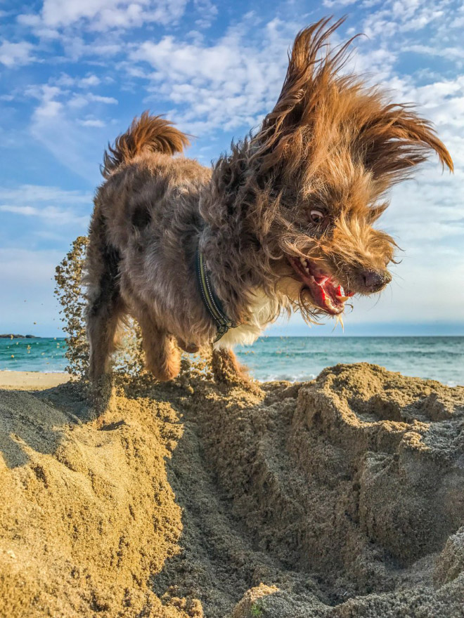 Happy dog at the beach.