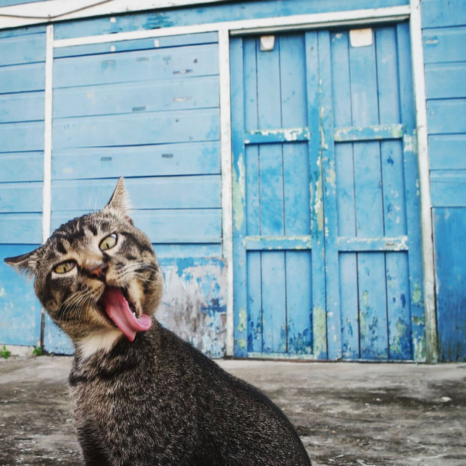 Funny cat photo.