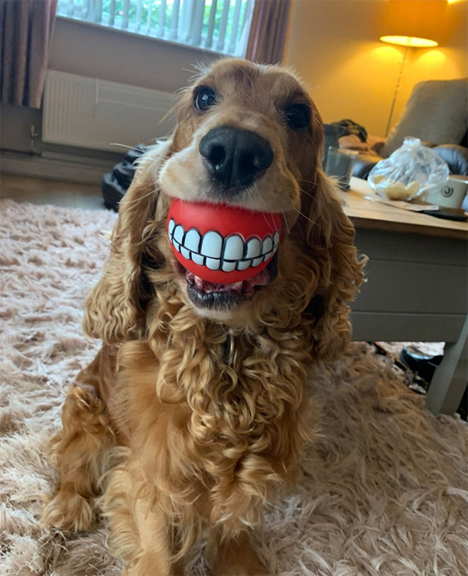 Smiling dog.