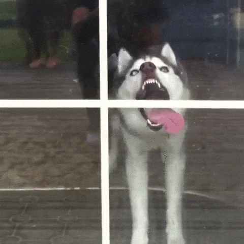 Dog vs. window.