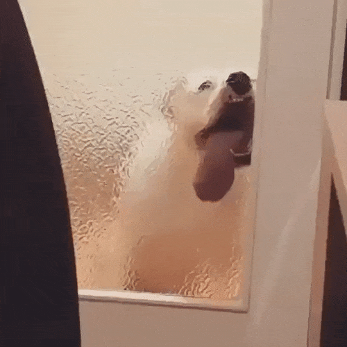 Dog licking a window.