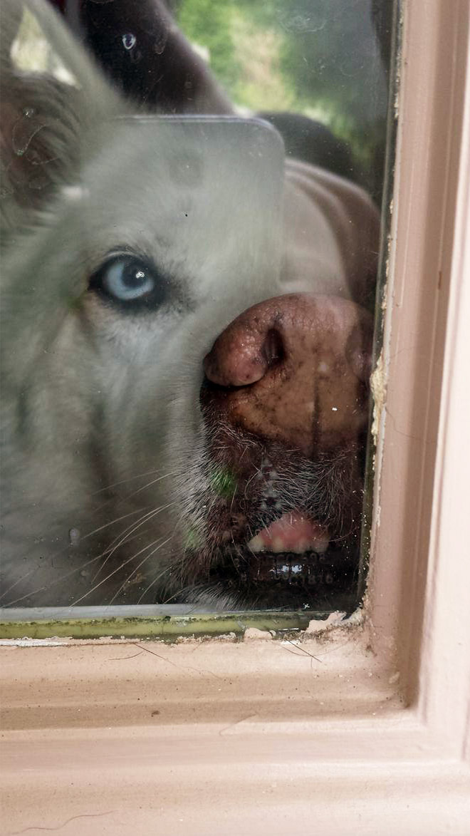 Dog vs. window.