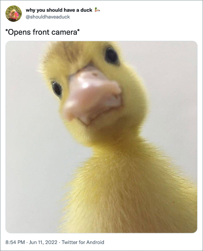 Why you should have a duck.