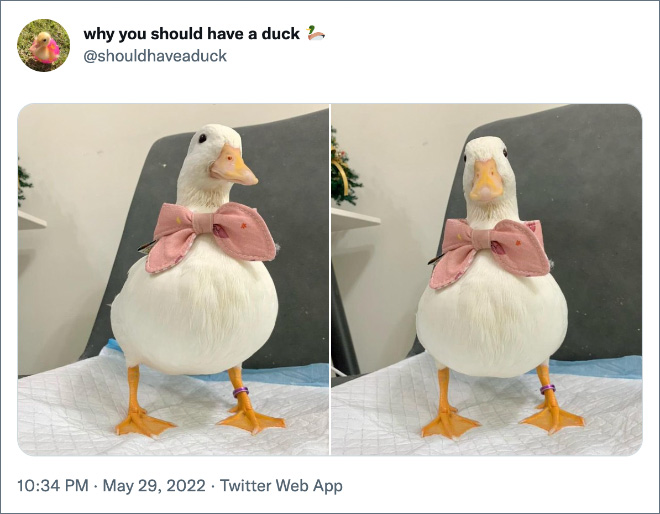 Why you should have a duck.