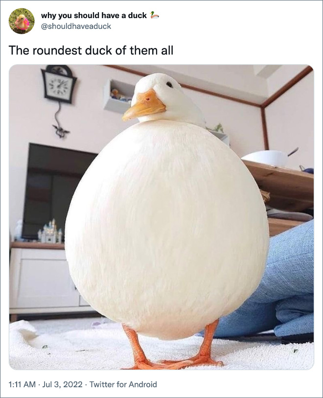 Why you should have a duck.