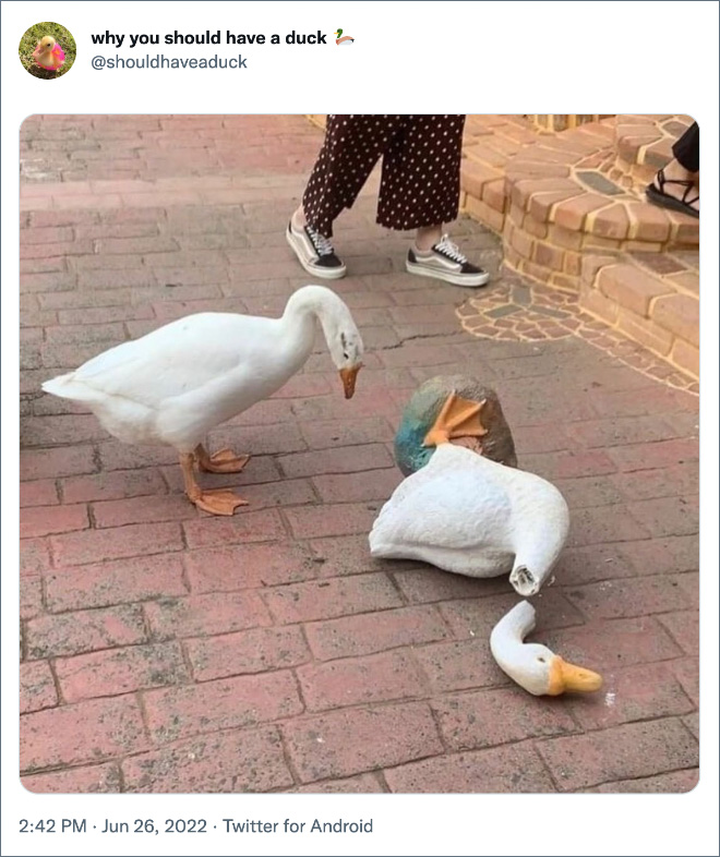 Why you should have a duck.