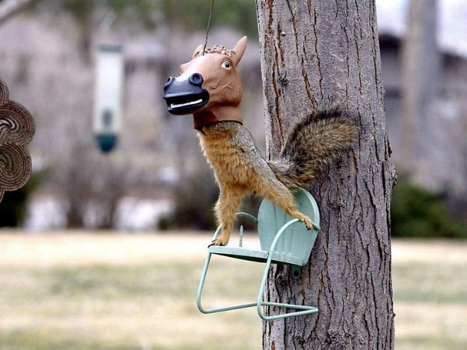 Horse head squirrel feeder.