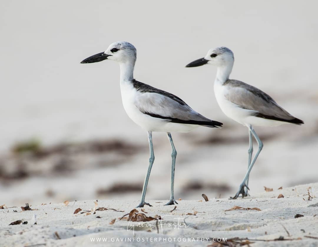 Wildlife - Rarest species that will make you curious to Visit Seychelles