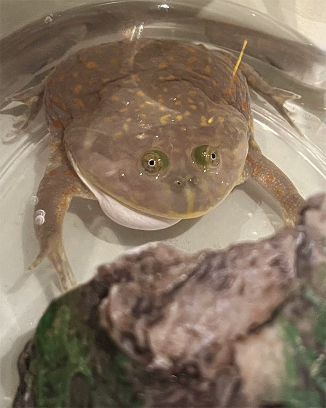 Budgett's frog.