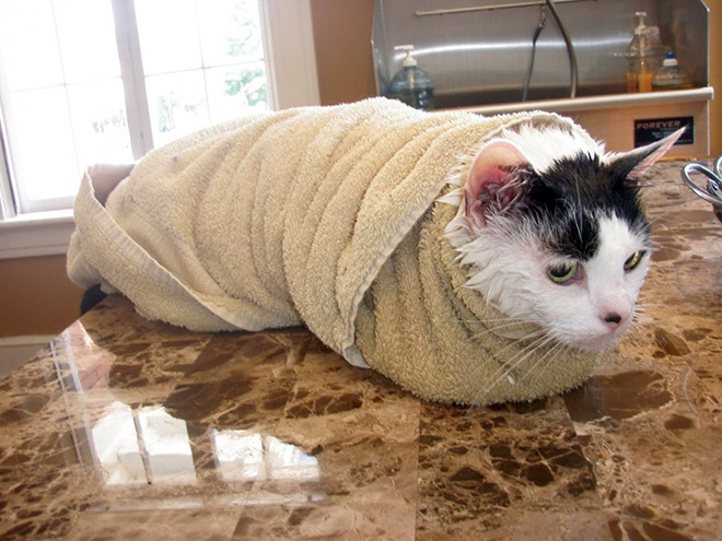 Purrito: cat wrapped like burrito.