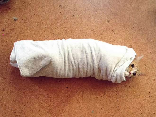 Purrito: cat wrapped like burrito.
