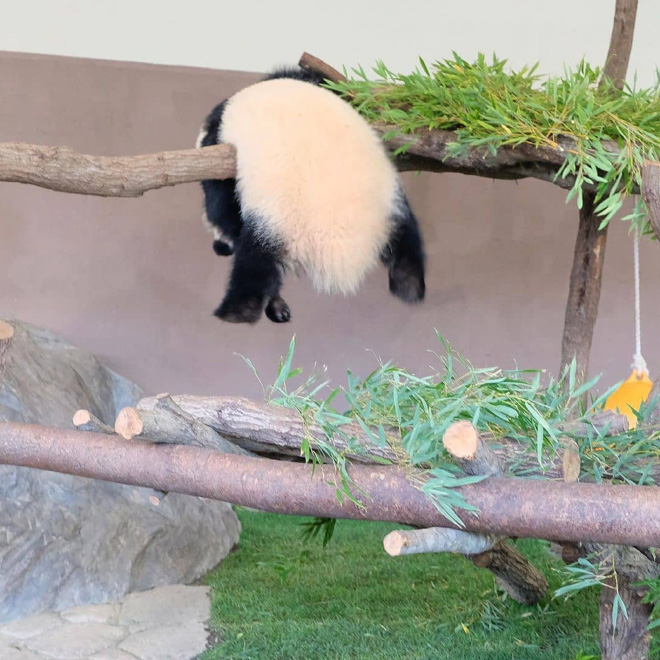 Stuck panda.