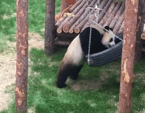 Funny panda fail.