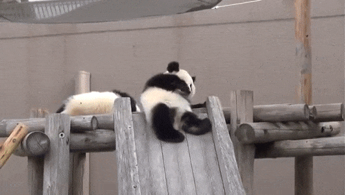 Funny panda fail.