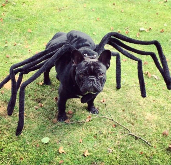 Spider dog Halloween costume.