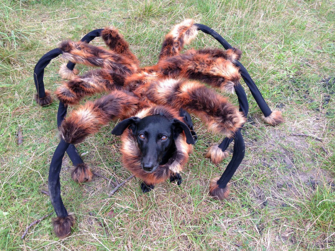 Spider dog Halloween costume.