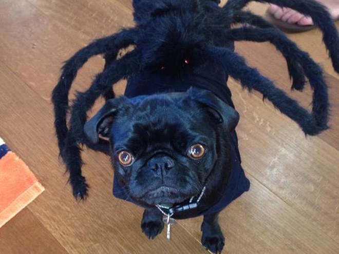 Spider dog Halloween costume.