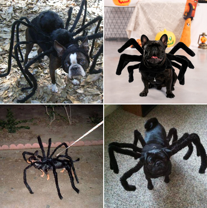 Spider dog Halloween costumes.