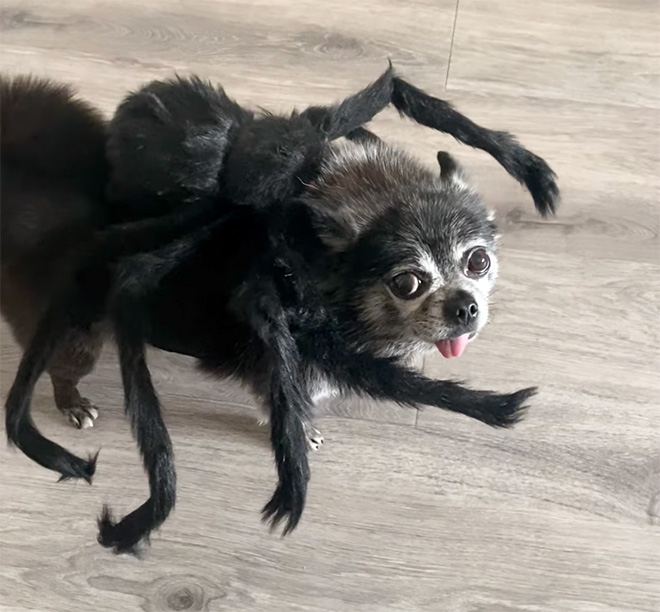 Spider dog Halloween costume.