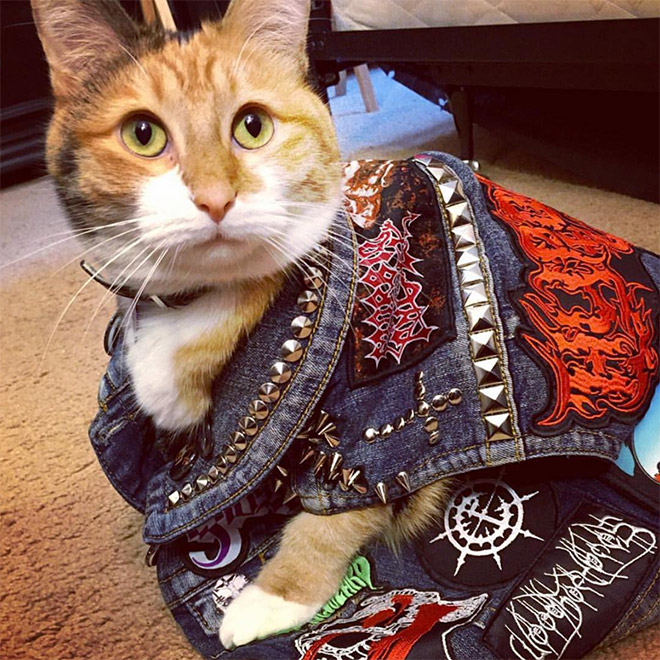 Cat wearing a battle vest.