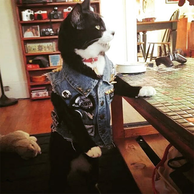 Cat wearing a battle vest.