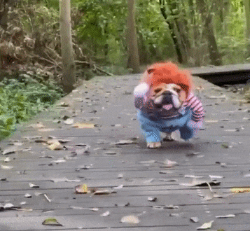 Chucky dog costume.