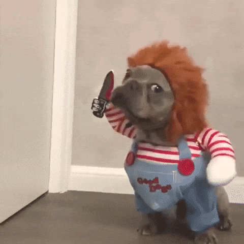 Chucky dog Halloween costume.