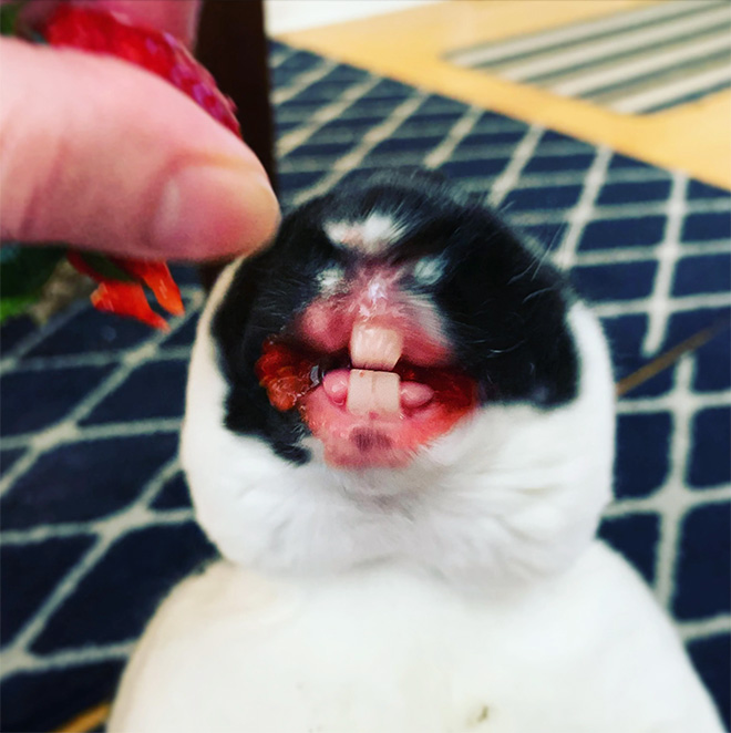 Some animals eating strawberries look terrifying.