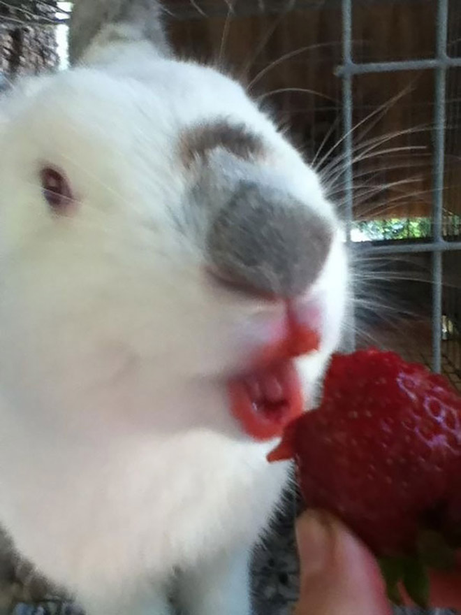 Some animals eating strawberries look terrifying.