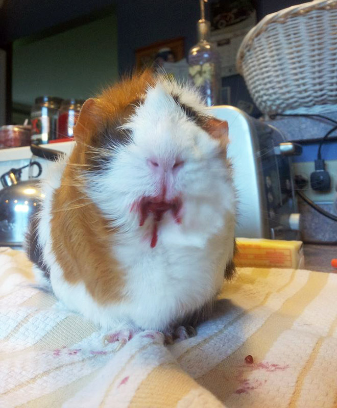 Some animals eating strawberries look terrifying.