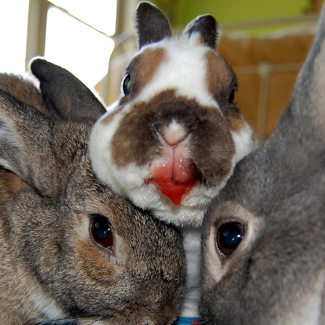 Some animals eating strawberries look terrifying.