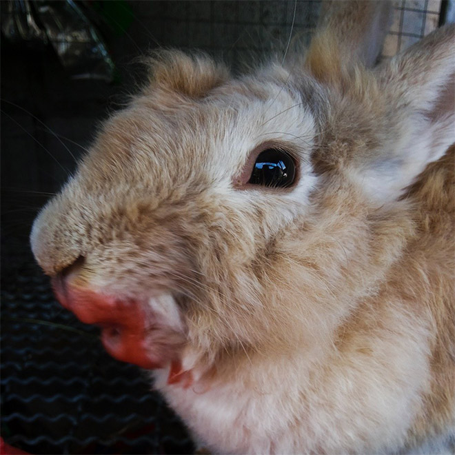 Some animals eating strawberries look terrifying.