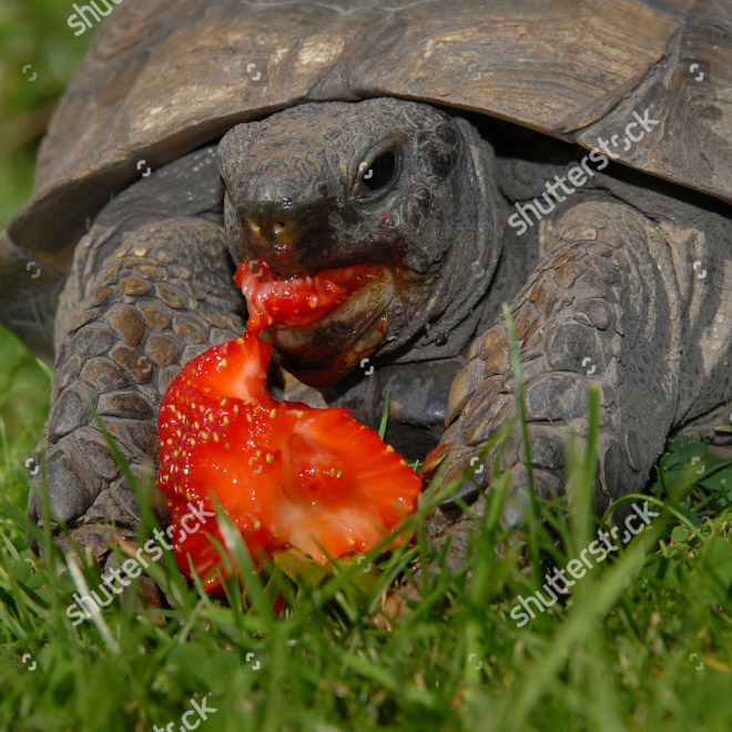 Some animals eating strawberries look terrifying.