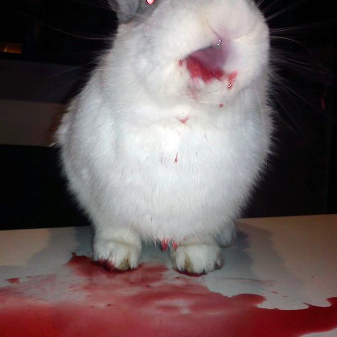 Some animals eating strawberries look terrifying.