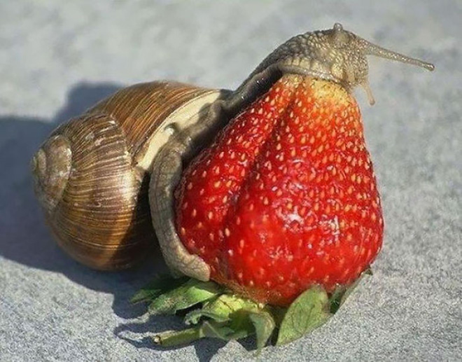 Some animals eating strawberries look terrifying.