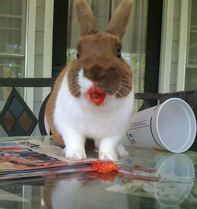 Some animals eating strawberries look terrifying.