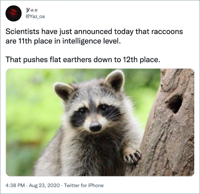 Scientists have just announced today that raccoons are 11th place in intelligence level. That pushes flat earthers down to 12th place.
