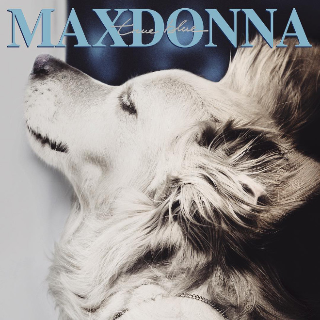 Madonna dog.
