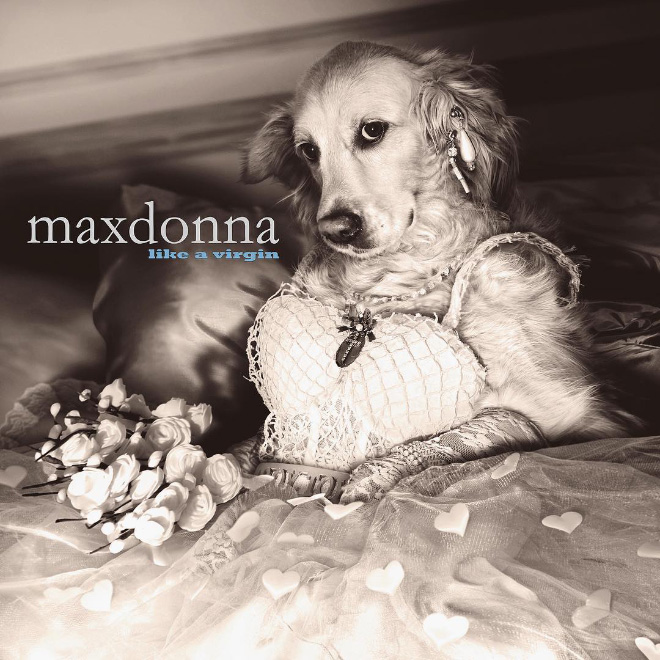 Madonna dog.