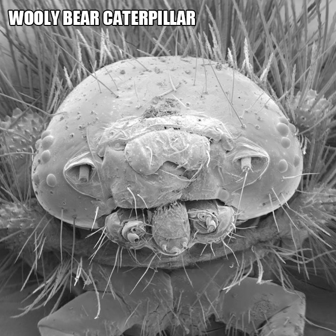 Terrifying and funny microscopic life.