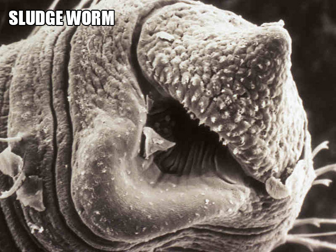 Terrifying and funny microscopic life.